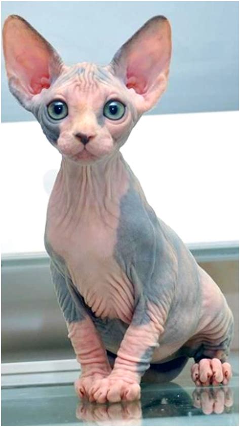 7 Best Hairless Cat Breeds