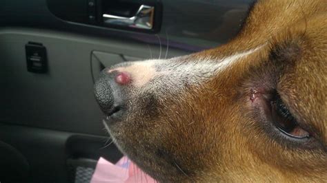 Pinkred Bump On Mollys Nose Dog Forum