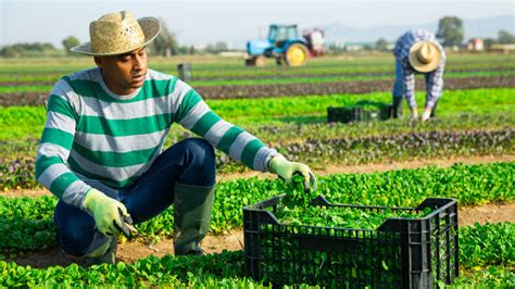 Empleos Verdes En El Perú Para La Recuperación Del Mercado Laboral