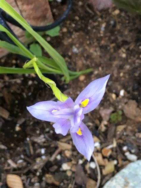 Moraea Polystachya Plantzafrica