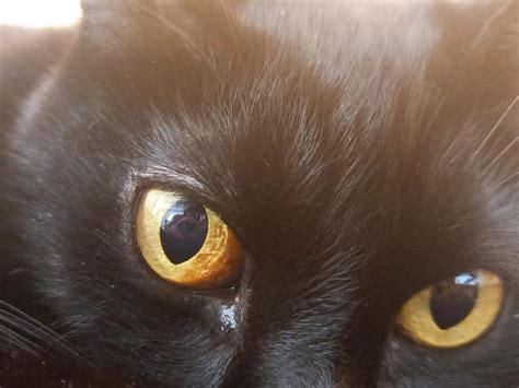 Enfermedades En Los Ojos De Los Gatos Lista Con Fotos