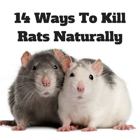 Cool Best Animal To Kill Rats Ideas