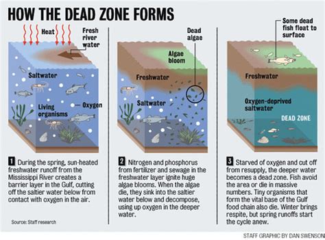 Formation Of The Gulf Of Mexico Dead Zone Diagram Illustra Flickr