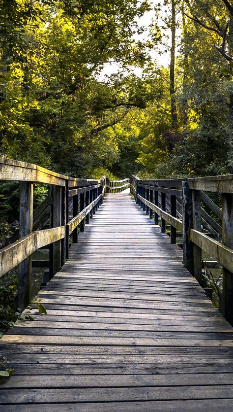 Puente Junto A Arboles Fondo De Pantalla 4k Hd Id10607