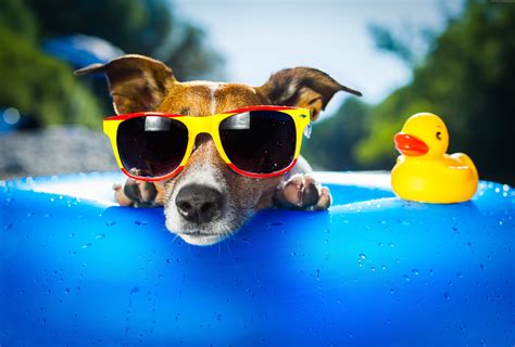 1920x1080 Resolution Dog Wearing Sunglasses And Ring Hd Wallpaper