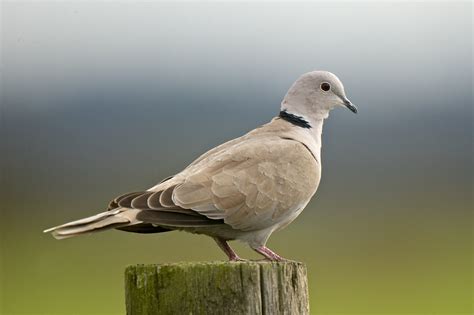 Eurasian Collared Doves Sense Of Direction Birdnote