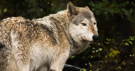 Ranches With Wolves Ranchers And Conservationists Learn How By The