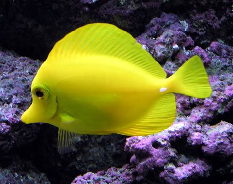 Tropical freshwater aquarium fish pictures - Just for Sharing