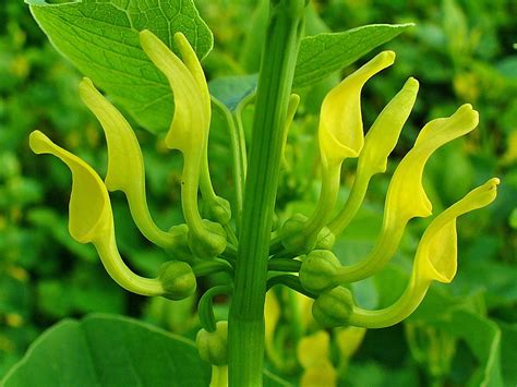 These Most Dangerous Plants In The World Will Make You Want To Stay Indoors Forever Sciencealert