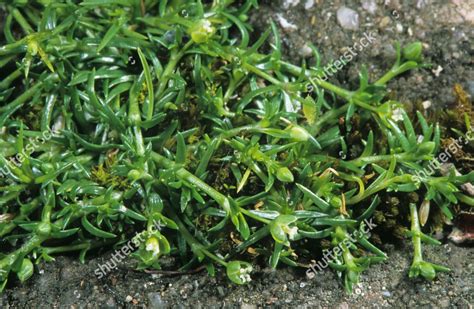 Procumbent Pearlwort Sagina Procumbens Flowering Common Editorial Stock