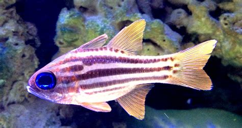 Ochre Striped Cardinalfish