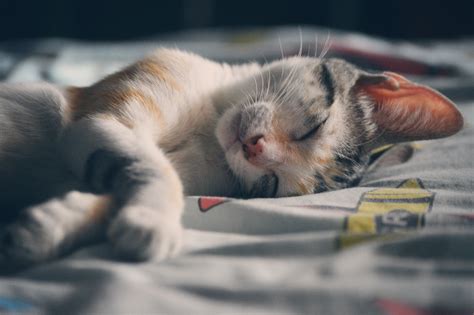 Free Images Home Animal Cute Pet Fur Young Kitten Sleeping