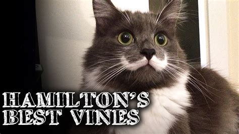 Best Hamilton The Hipster Cat Vines Youtube