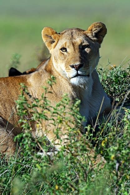León en la sabana africana masai mara Foto Premium