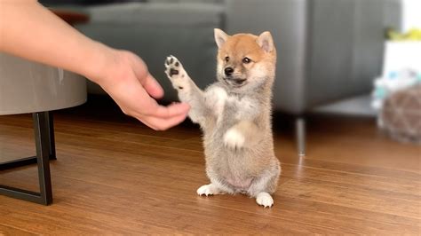 2 Month Old Shiba Inu Puppy Compilation Youtube