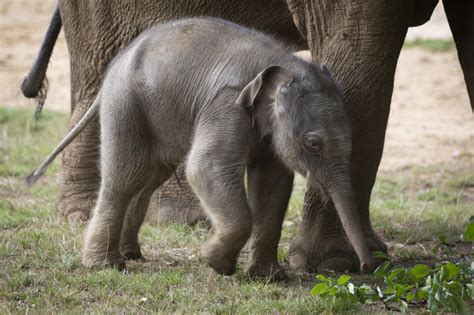 Baby Elephant Named ‘queen At Uks Largest Zoo Zooborns