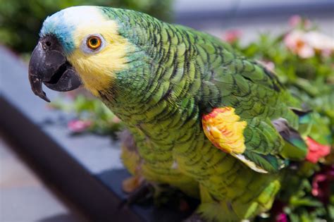 5 Best Large Parrots To Keep As Pets