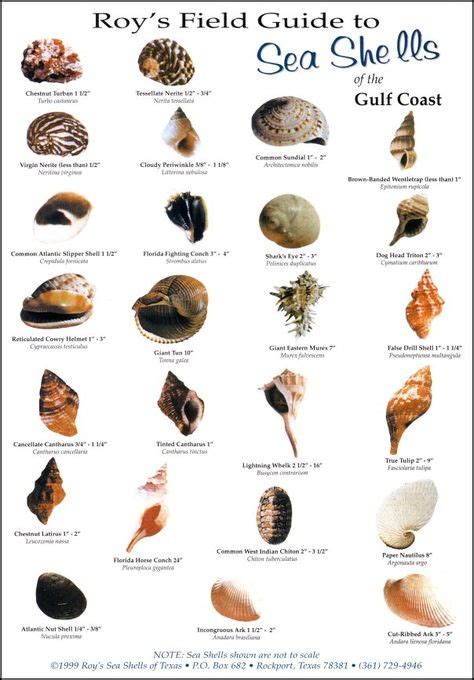 1481 Best Seashells Images In 2020 Sea Shells Shells Sea Creatures