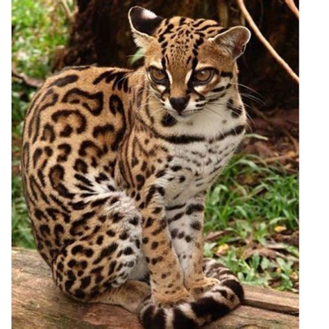 Adorable Margay Cats And Their Unbelievable Abilities 9