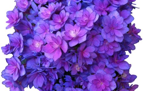 Purple Flower Crown Png Flower Purple Png Multi Transparent Hydrangea