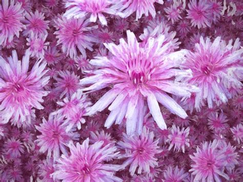 Purple White Flowers Background Stock Photo Image Of Beauty Detail