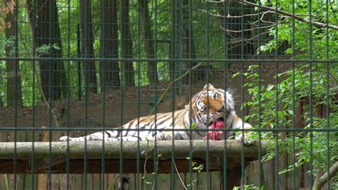 The Siberian Tiger Eats Raw Meat Wild Animals In Captivity 1 Stock