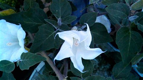 Moonflower Plant Bloom Opening Youtube