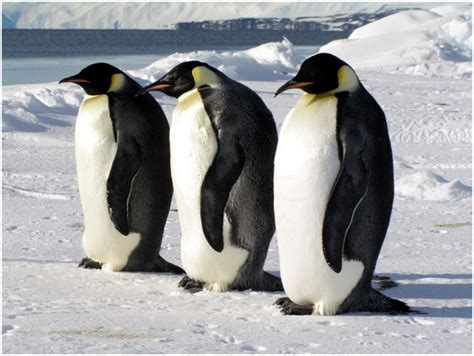 Emperor Penguin Facts Pictures Habitat Diet Characteristics