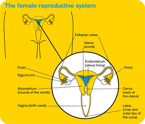 Pregnant Female System Internal