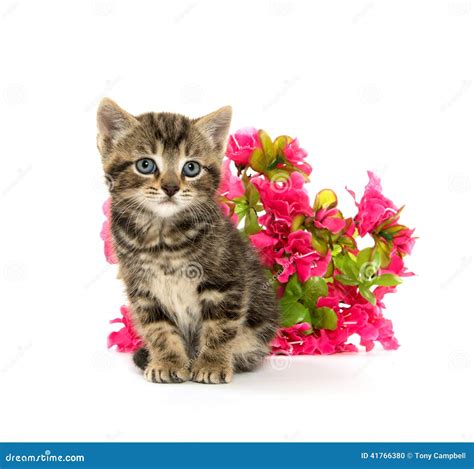 Tabby Kitten And Flowers Stock Photo Image Of Cute Animal 41766380