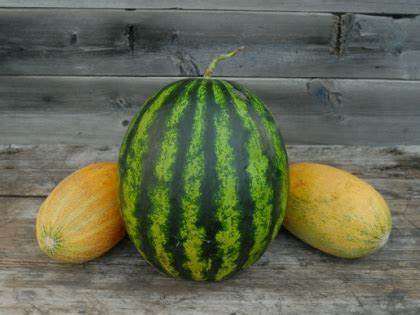 Диета арбузно дынная Дынная диета | DeeEta.ru Дынная диета | DeeEta.ru Диета арбузно дынная