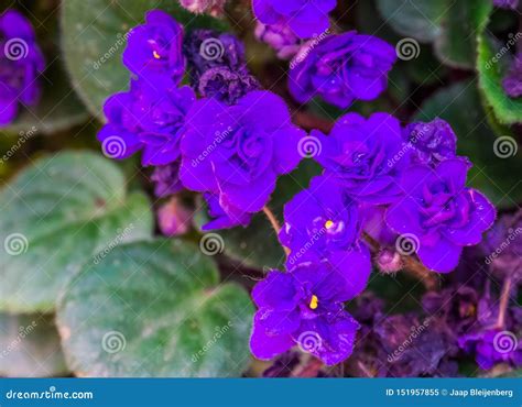 Purple Flowers Of A African Violet In Macro Closeup Popular Cultivated