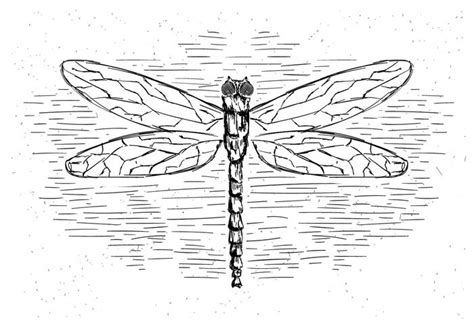 Free Vector Dragonfly Illustration 143489 Vector Art At Vecteezy