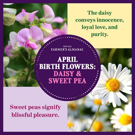 April Birth Flower And Meaning Flower Information