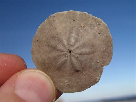 Nature On The Edge Of New York City Spotting Sand Dollars In Long