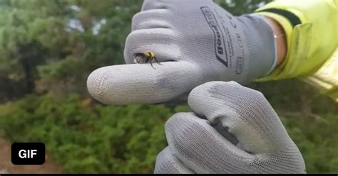 High Fiving Bumblebee 9gag
