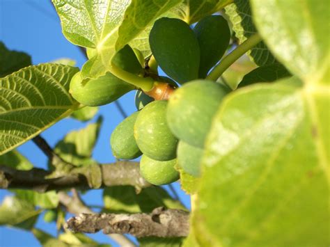 Fig Trees Pictures And Facts On The Fig Tree Species