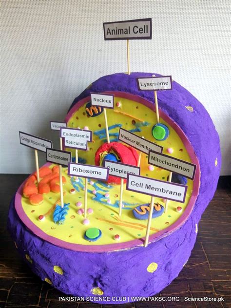3d Animal Cell Model Biology Classroom Teaching Aid Science Project