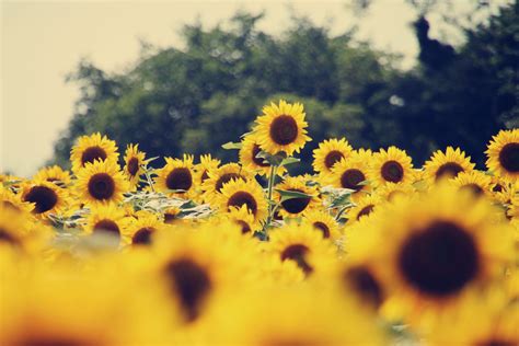 Aesthetic Sunflower Computer Wallpapers Top Free Aesthetic Sunflower