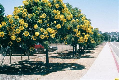 Flowers Of Gold Medallion Tree Cassia Leptophylla See More At