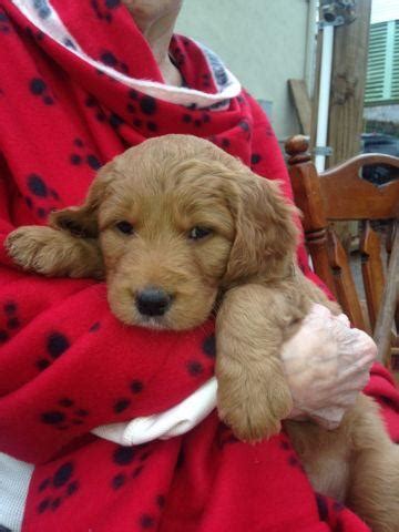 Puppy application for goldendoodle puppies, by submitting this application, you are not being put on the waiting list or required to put down a $400 deposit. Goldendoodle Puppies for Adoption- Trained/Ready 2/02/14 ...