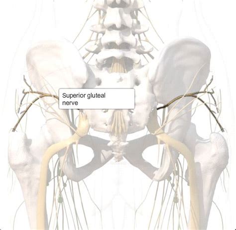 Superior Gluteal Nerve Anatomy Function And Diagram Body Maps