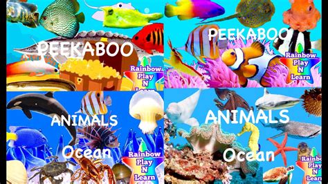 Learn Sea Animals Water Animals Names And Sounds Cartoon And Real