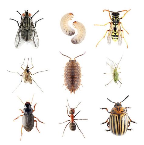 If you see tiny white bugs in your house, they could be any number of pests. Pest Control - Saber Exterminating