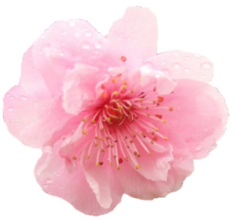 Cherry Blossom Png Transparent Images Png All