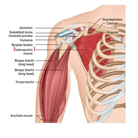 Subscapularis Muscle Anatomy Origin Insertion Action The Wellness