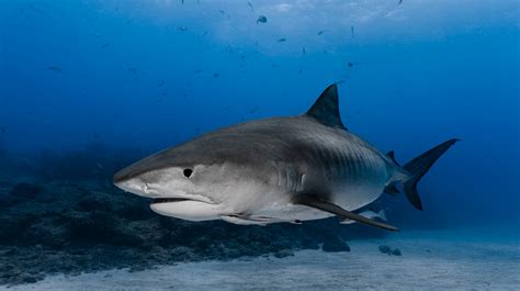 This Is The Biggest Tiger Shark Ever Caught On Camera