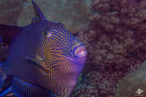 Rippled Triggerfish Facts And Photographs Seaunseen