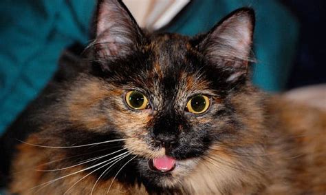 Why Is My Cat Panting Causes And What To Do In That Occasion