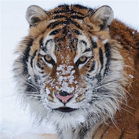 Top 10 Best Winter Wildlife Pictures Top Inspired